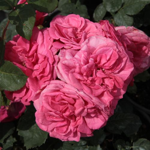 Gärtnerei - Rosa Titian™ - rosa - kletterrosen - mittel-stark duftend - Francis Lewis Riethmuller - Sie treibt ihre rosettenförmig angeordneten Blütenblätter vom Sommeranfang bis zum Herbst.
